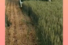 收割机收麦子视频,收割机助力麦收新篇章