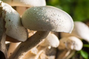 蘑菇视频吃瓜爆料是真的吗