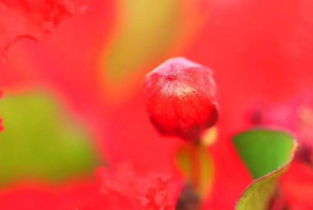 紫薇视频,揭秘生活百态，展现时代风采