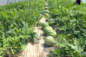 凉山吃瓜爆料视频大全最新,揭秘当地风土人情与热点事件